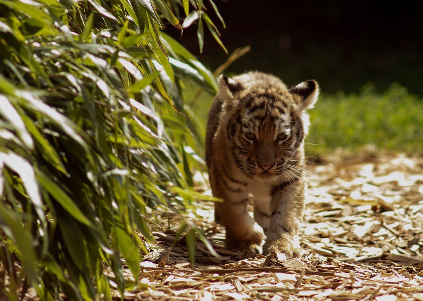 Colchester Zoo S New Tiger Cubs To Feature On Big Week At The Zoo