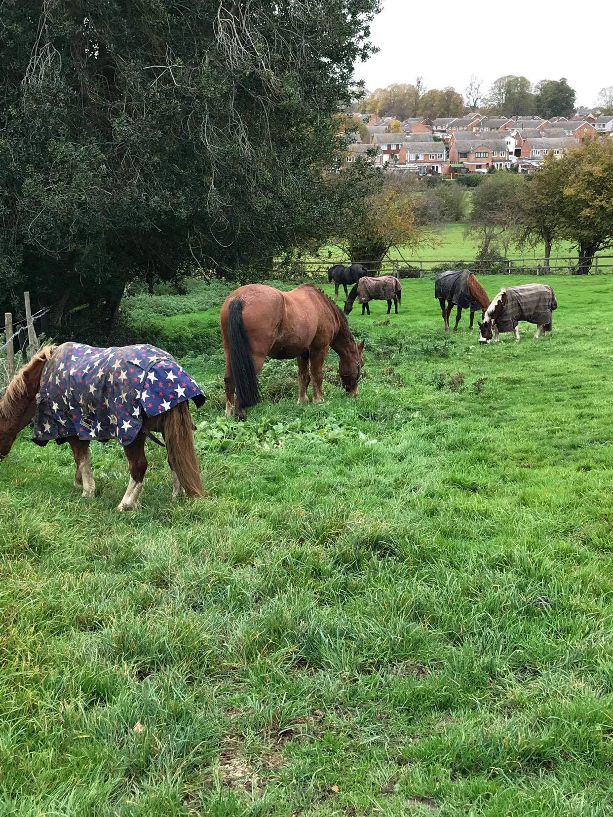 Horses in the field are chased and somtimes attack by dogs in the village