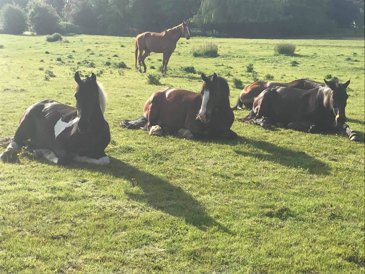 Horses in the field are chased and somtimes attack by dogs in the village