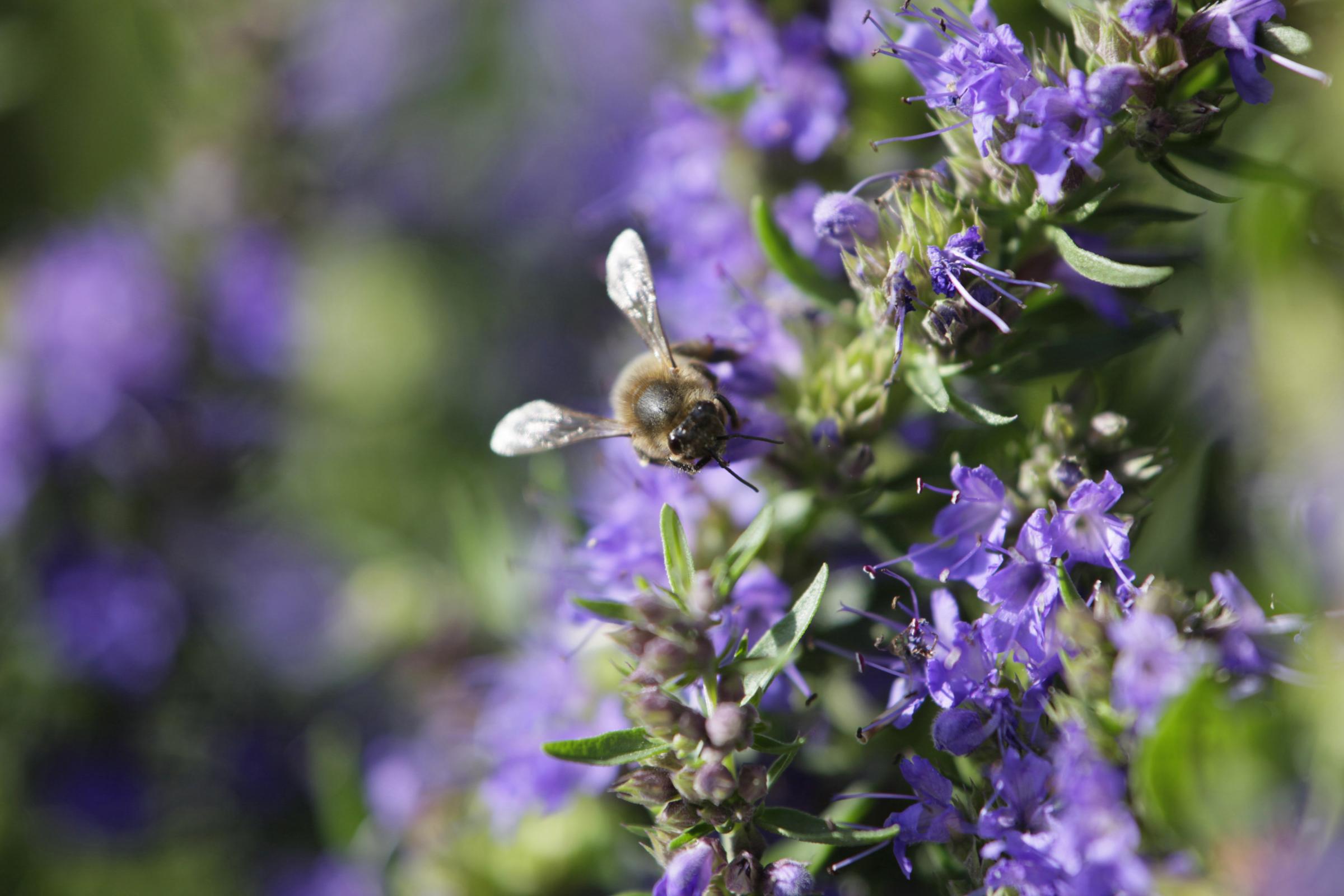 Picturesque - RSPBs Flatford Wildlife Garden Picture: Andy Hay / rspb-images.com