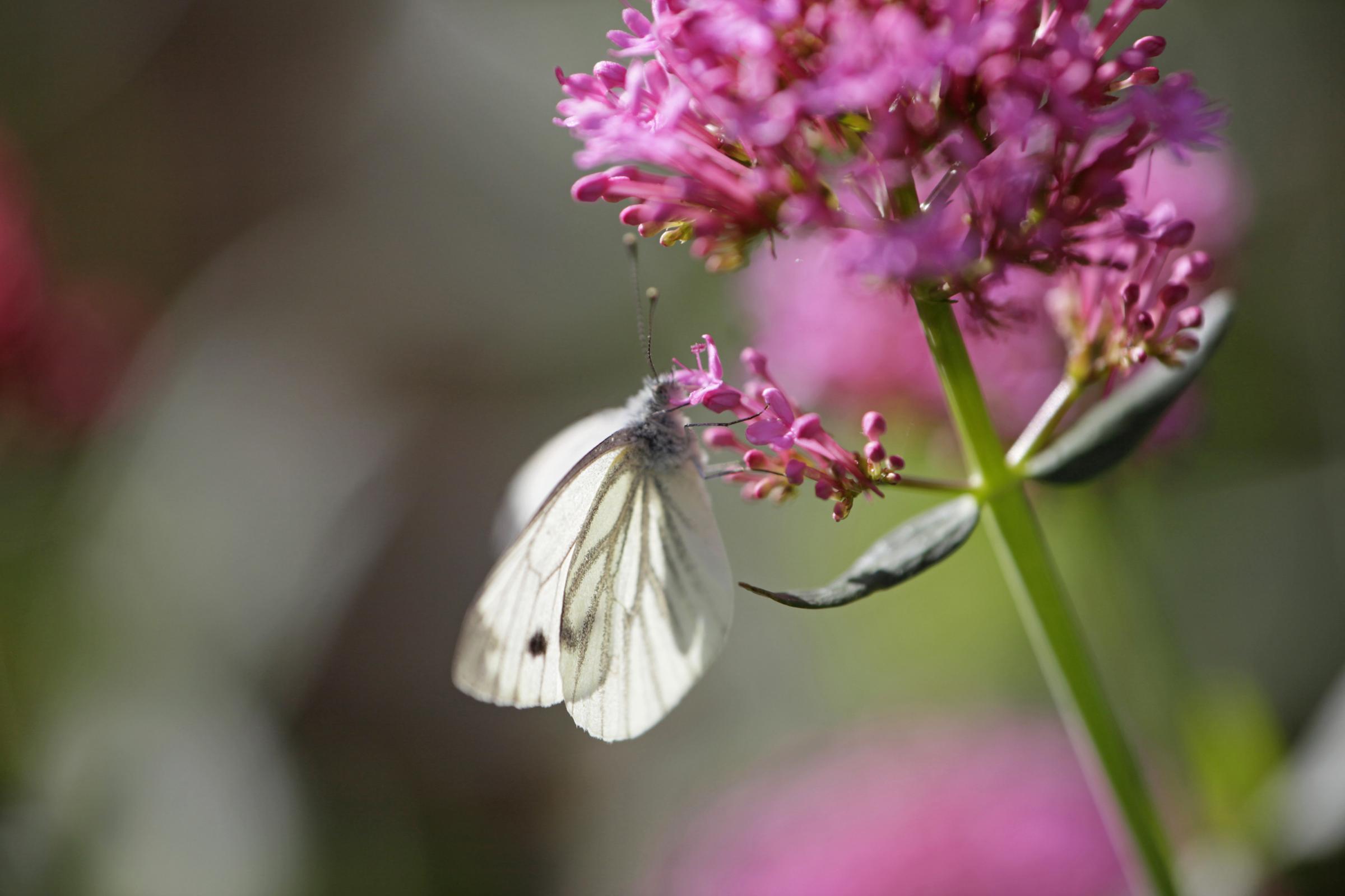 Picturesque - RSPBs Flatford Wildlife Garden Picture: Andy Hay / rspb-images.com