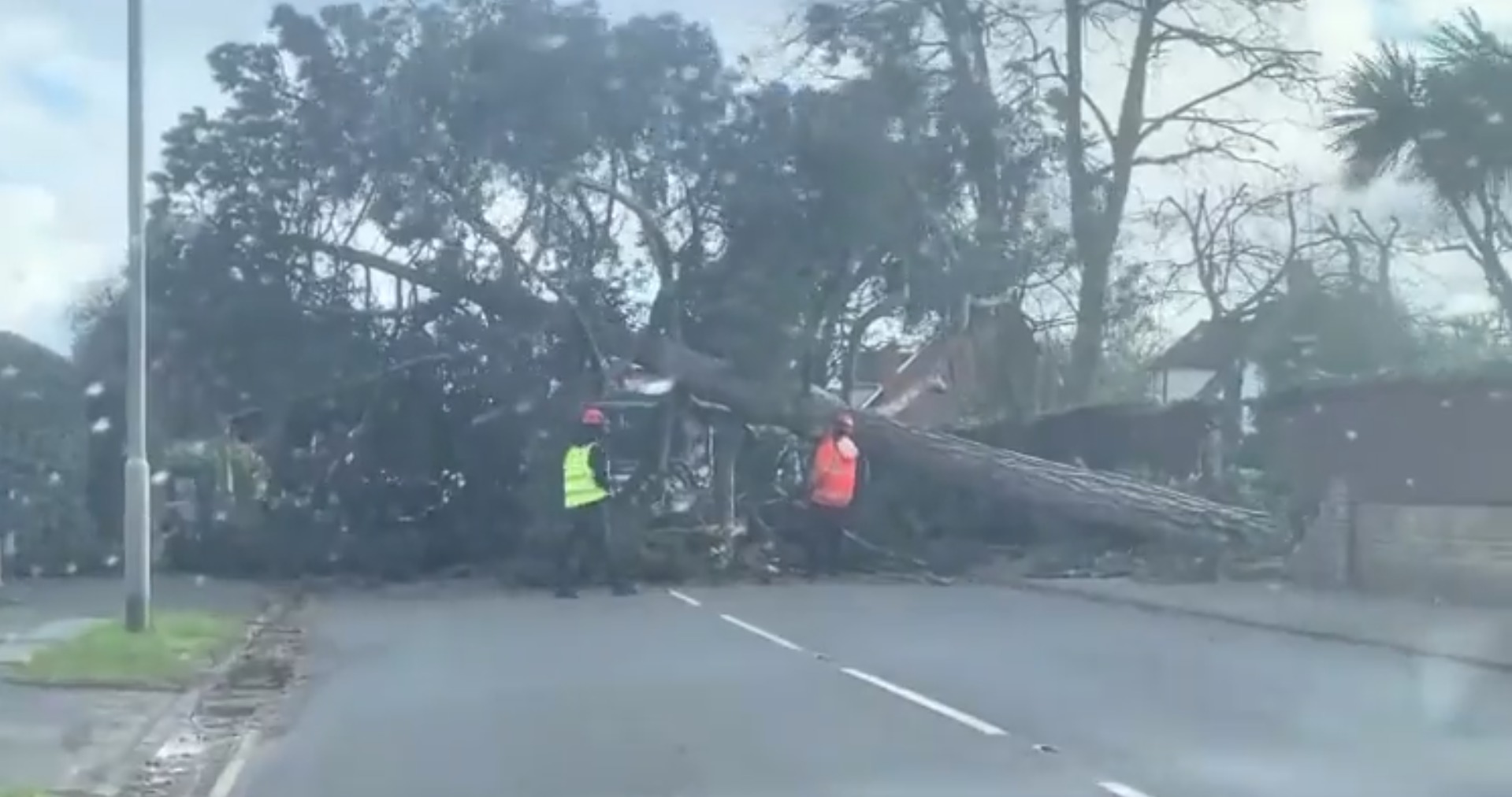 Major task – a 30ft tree on Mersea Road caused severe problems for council workers